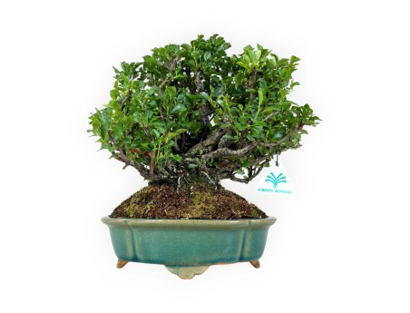 Chaenomeles Chojubai - 25 cm