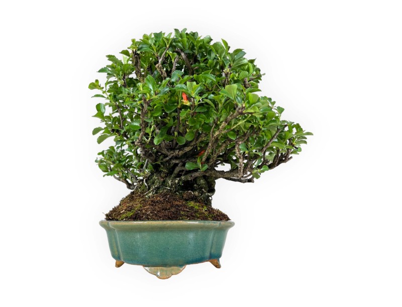Chaenomeles Chojubai - 25 cm