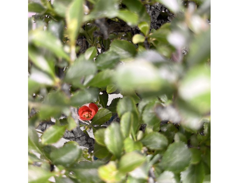 Chaenomeles Chojubai - 25 cm