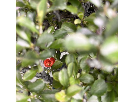 Chaenomeles Chojubai - 25 cm