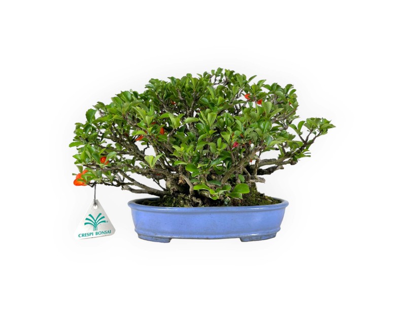 Chaenomeles Chojubai - 21 cm