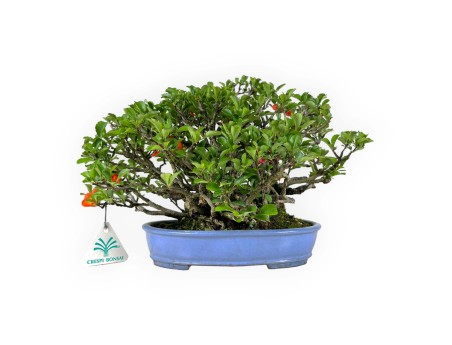 Chaenomeles Chojubai - 21 cm