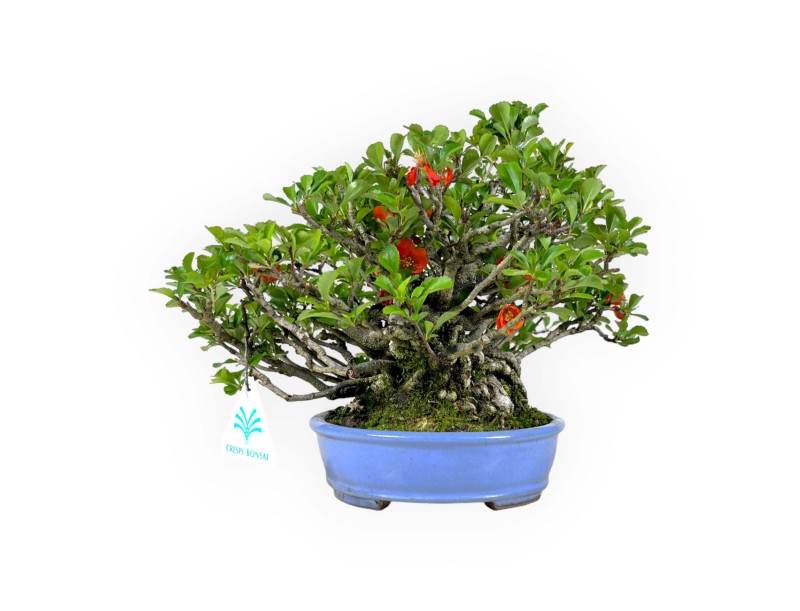Chaenomeles Chojubai - 21 cm