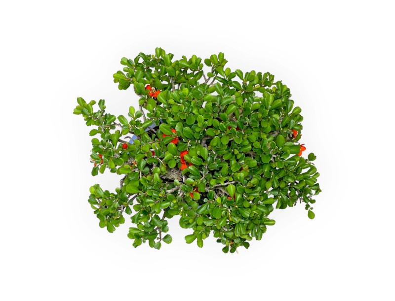 Chaenomeles Chojubai - 21 cm