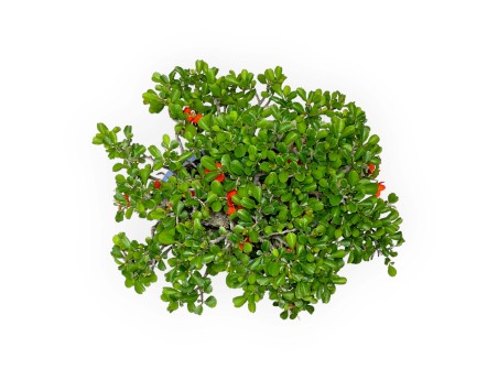 Chaenomeles Chojubai - 21 cm
