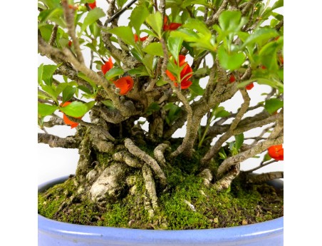 Chaenomeles Chojubai - 21 cm