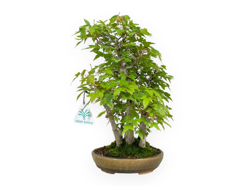 Acer buergerianum - arce - 30 cm