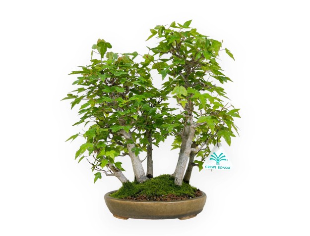 Acer buergerianum - arce - 30 cm
