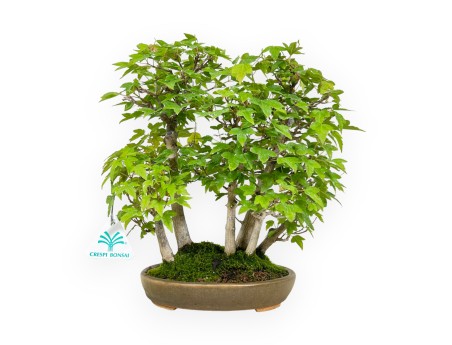 Acer buergerianum - arce - 30 cm