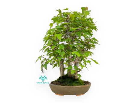 Acer buergerianum - maple - 30 cm
