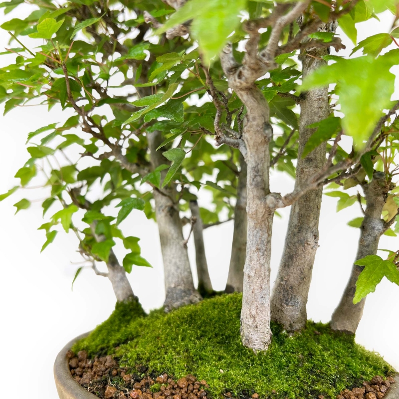 Acer buergerianum - arce - 30 cm