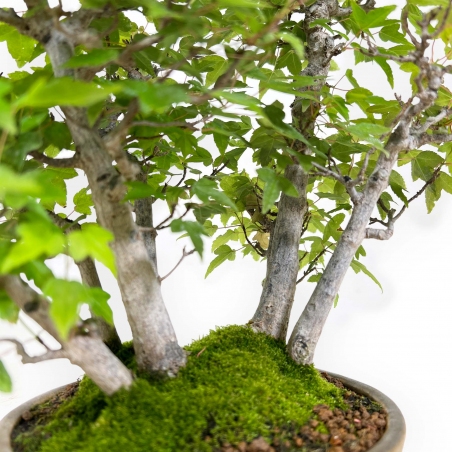 Acer buergerianum - érable - 30 cm