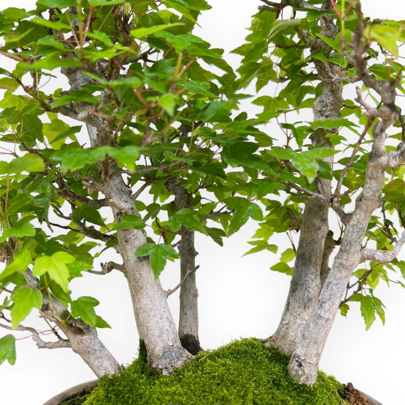 Acer buergerianum - maple - 30 cm
