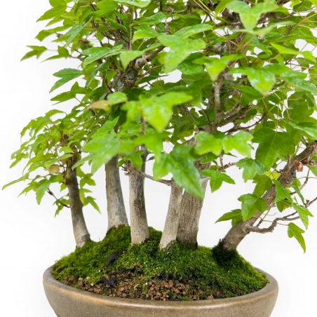 Acer buergerianum - acero - 30 cm