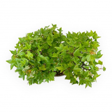 Acer buergerianum - arce - 30 cm