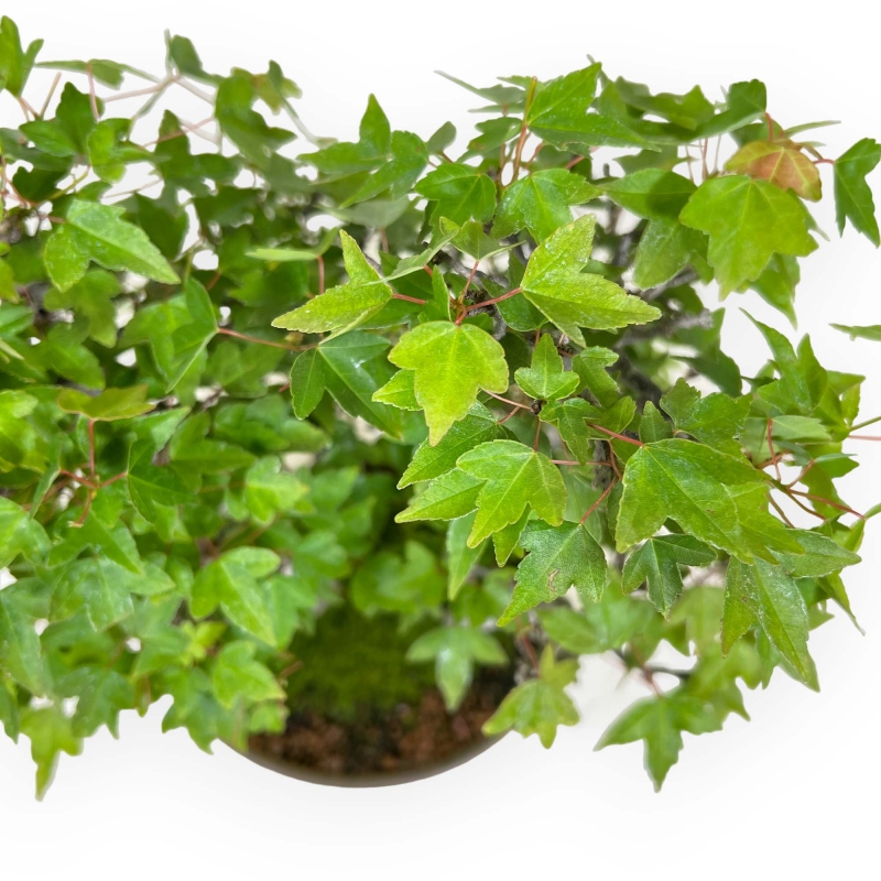 Acer buergerianum - érable - 30 cm
