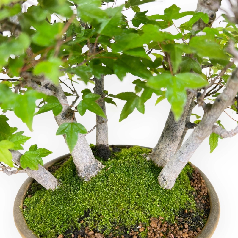 Acer buergerianum - érable - 30 cm