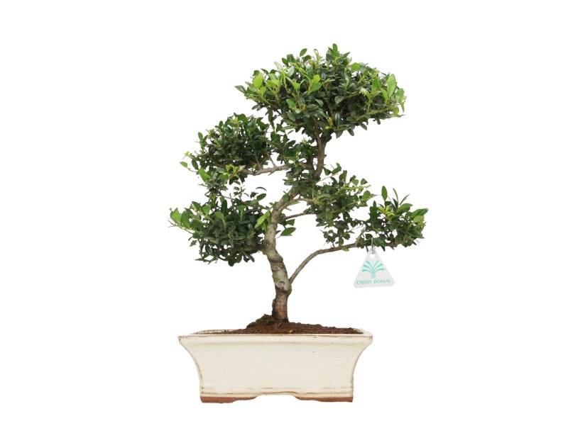 Ilex crenata - houx - 37 cm