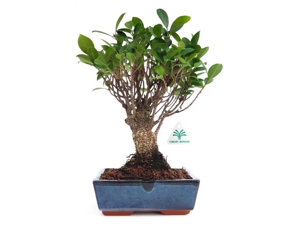 Ficus retusa - 32 cm