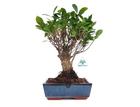 Ficus retusa - 32 cm