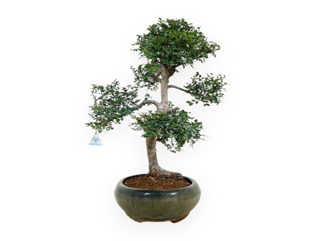 Zelkova nire - Orme - 63 cm 2