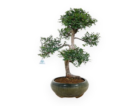 Zelkova nire - Elm - 63 cm