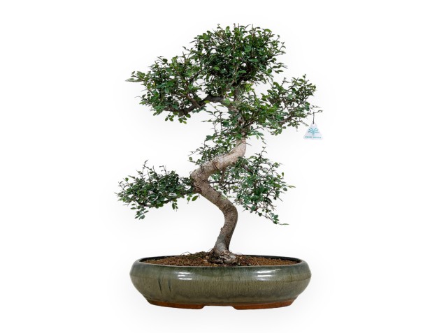 Zelkova nire - Orme - 63 cm