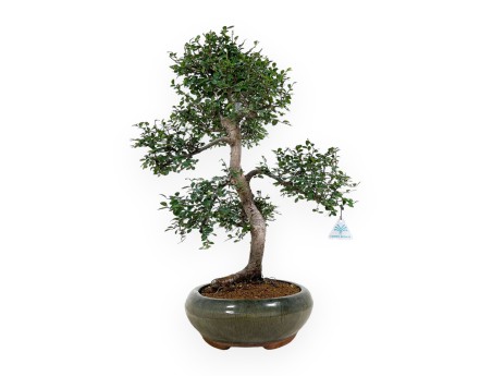 Zelkova nire - Olmo - 63 cm