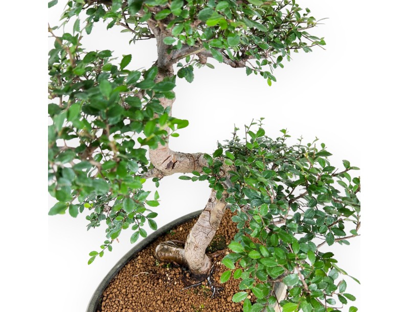 Zelkova nire - Olmo - 63 cm