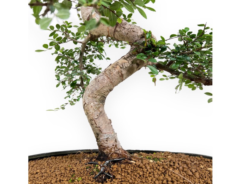 Zelkova nire - Ulmen - 63 cm