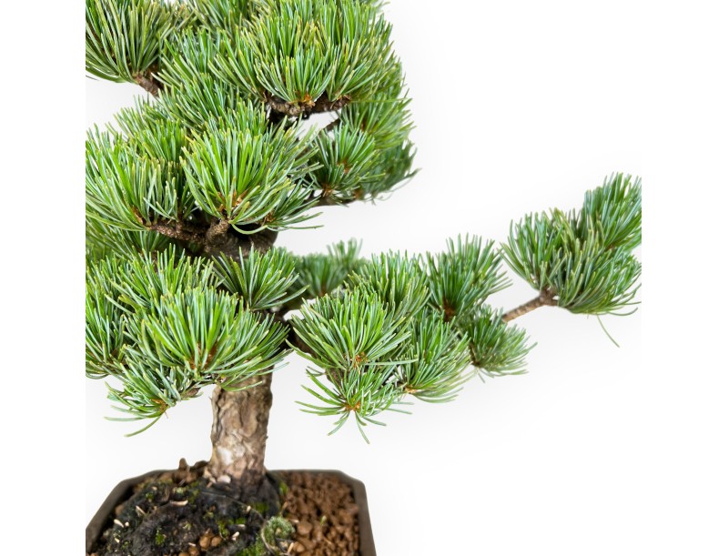 Pinus pentaphylla - Pino - 33 cm