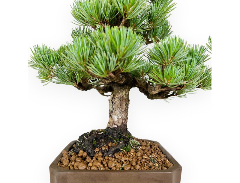 Pinus pentaphylla - Pin à cinq aiguilles - 33 cm