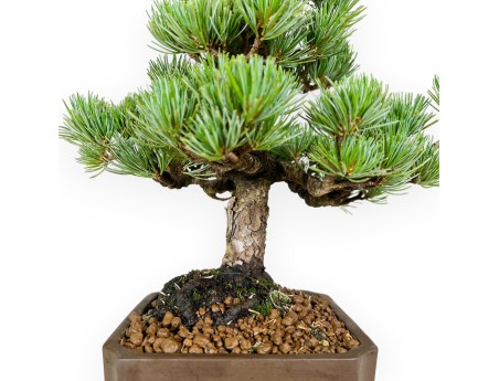 Pinus pentaphylla - Pin à cinq aiguilles - 33 cm