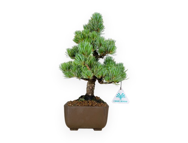 Pinus pentaphylla - Pino - 33 cm 2