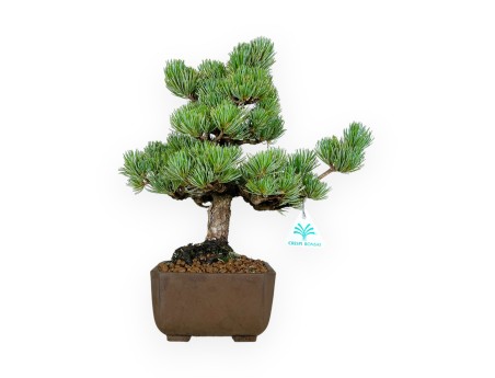 Pinus pentaphylla - Pino - 33 cm
