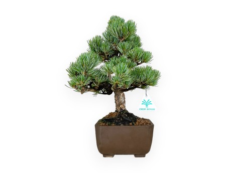 Pinus pentaphylla - Pin à cinq aiguilles - 33 cm