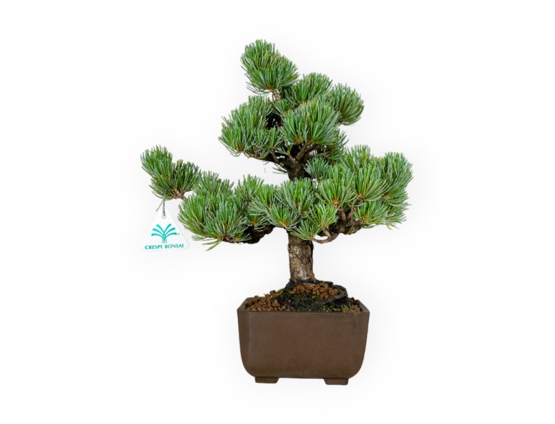 Pinus pentaphylla - Pino - 33 cm