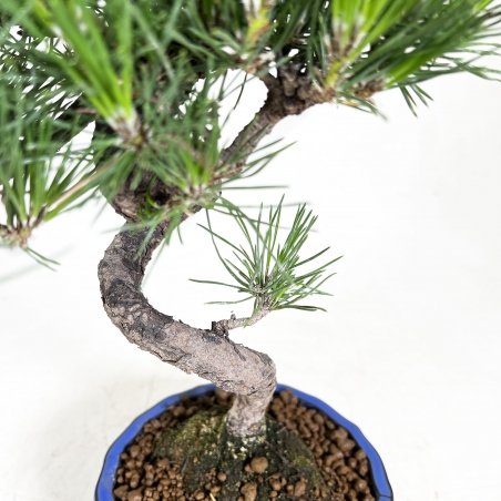 Pinus thunbergii – Schwarzkiefer – 40 cm