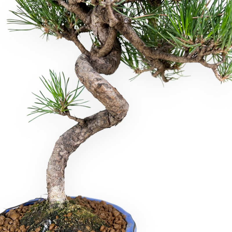 Pinus thunbergii – Schwarzkiefer – 40 cm