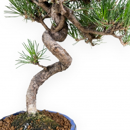 Pinus thunbergii - Zwarte den - 40 cm