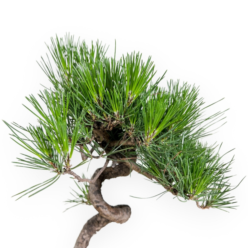 Pinus thunbergii - Pin noir - 40 cm