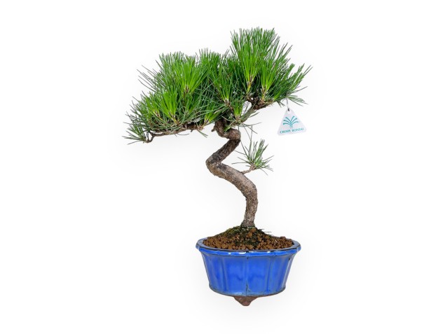 Pinus thunbergii - Pino nero - 40 cm