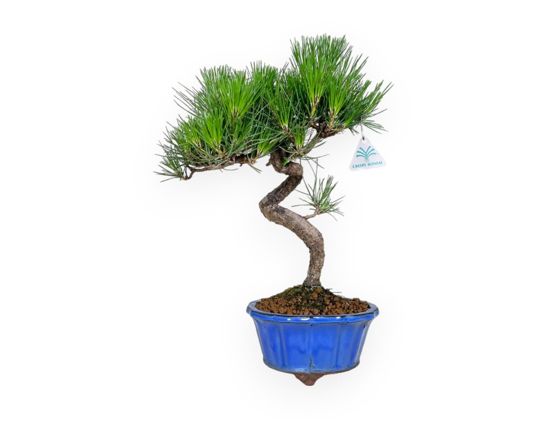 Pinus thunbergii - Pin noir - 40 cm