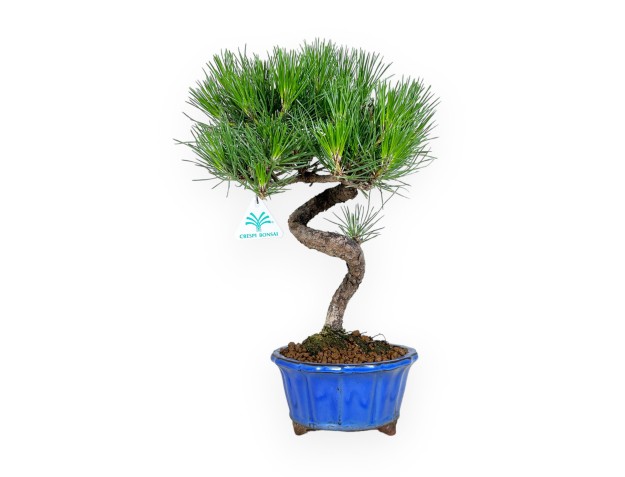 Pinus thunbergii - Pin noir - 40 cm 2