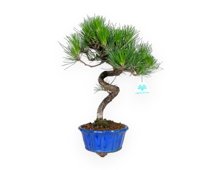 Pinus thunbergii – Schwarzkiefer – 40 cm