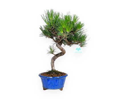 Pinus thunbergii - Pino nero - 40 cm