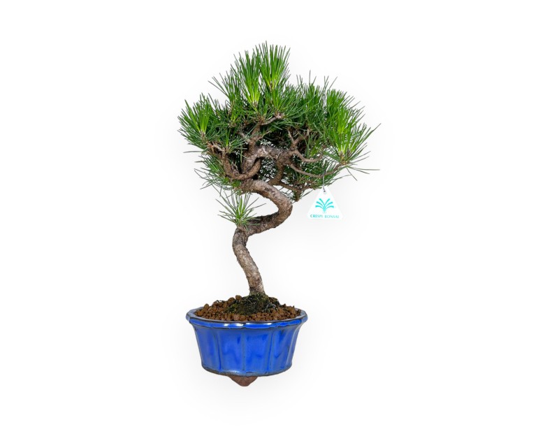 Pinus thunbergii - Pino nero - 40 cm