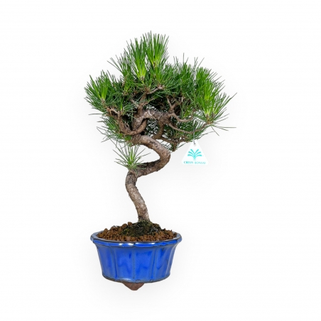 Pinus thunbergii - Pino negro - 40 cm