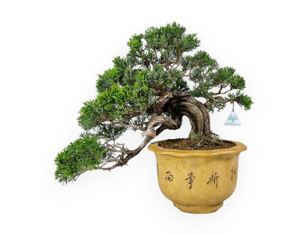 Juniperus chinensis - Juniper - 38 cm