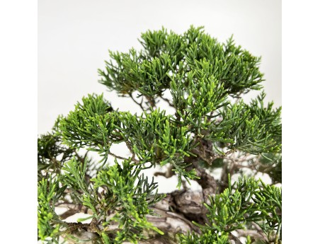 Juniperus chinensis - Ginepro - 38 cm